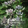 HYDRANGEA serrata 'Grayswood' 