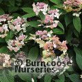 HYDRANGEA serrata 'Grayswood' 