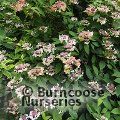 HYDRANGEA serrata 'Grayswood' 