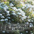 HYDRANGEA serrata 'Tiara' 