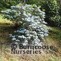 HYDRANGEA serrata 'Tiara' 