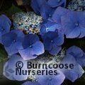 HYDRANGEA 'Taube'  