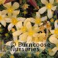 HYPERICUM olympicum 'Citrinum' 