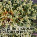 HYPERICUM olympicum 'Citrinum' 