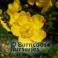 HYPERICUM x hidcoteense 'Hidcote' 