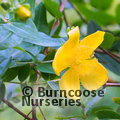 HYPERICUM lancasteri  