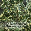 ILEX aquifolium 'Ferox-Argentea' 
