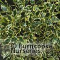 Small image of Broad-leaved silver holly
