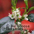 ILEX aquifolium 'J.C. van Tol' 