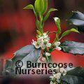 ILEX aquifolium 'J.C. van Tol' 