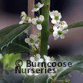 ILEX aquifolium 'J.C. van Tol' 