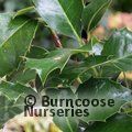 ILEX x altaclerensis 'Camelliifolia' 