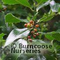 ILEX x altaclerensis 'Camelliifolia' 