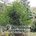 ILEX x altaclerensis 'Camelliifolia' 