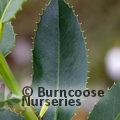 ILEX x koehneana 'Chestnut Leaf' 