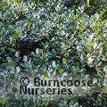 ILEX x altaclerensis 'Hodginsii' 