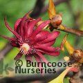 ILLICIUM floridanum 'Halley's Comet' 