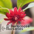 ILLICIUM floridanum 'Halley's Comet' 