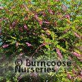 INDIGOFERA amblyantha  