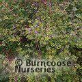 INDIGOFERA hancockii  