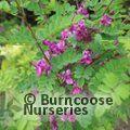 INDIGOFERA hancockii  