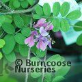 INDIGOFERA himalayensis 'Silk Road' 