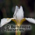 IRIS sibirica 'Snow Queen' 