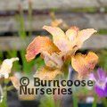 IRIS sibirica 'Colonel Mustard' 