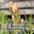 IRIS sibirica 'Colonel Mustard' 