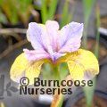 IRIS sibirica 'Tipped in Blue' 