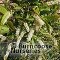 ITEA virginica 'Henry's Garnet' 