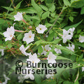 JASMINUM officinale affine  