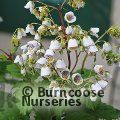 JOVELLANA sinclairii  