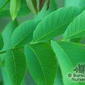 JUGLANS regia  