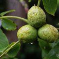 JUGLANS regia  