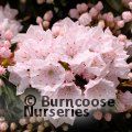 Small image of Myrtle leaf mountain laurel