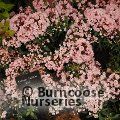 KALMIA latifolia 'Elf' 