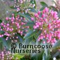 KALMIA latifolia 'Tiddlywinks' 