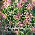 KALMIA latifolia 'Tiddlywinks' 