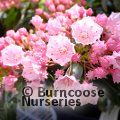 Small image of mountain laurel