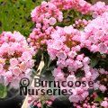 KALMIA latifolia 'Tiddlywinks' 