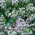 KALMIA polifolia  