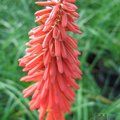 KNIPHOFIA 'Nancy's Red'  