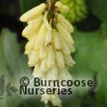 Small image of yellow red hot poker