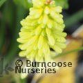 KNIPHOFIA citrina  