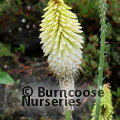 KNIPHOFIA 'Ice Queen'  