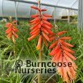 KNIPHOFIA 'John Benary'  