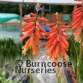 KNIPHOFIA 'John Benary'  