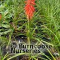 KNIPHOFIA 'John Benary'  
