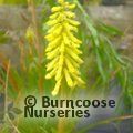 KNIPHOFIA 'Lemon Popsicle'  